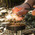 Couteau Light My Fire FIREKNIFE BIO CocoShell