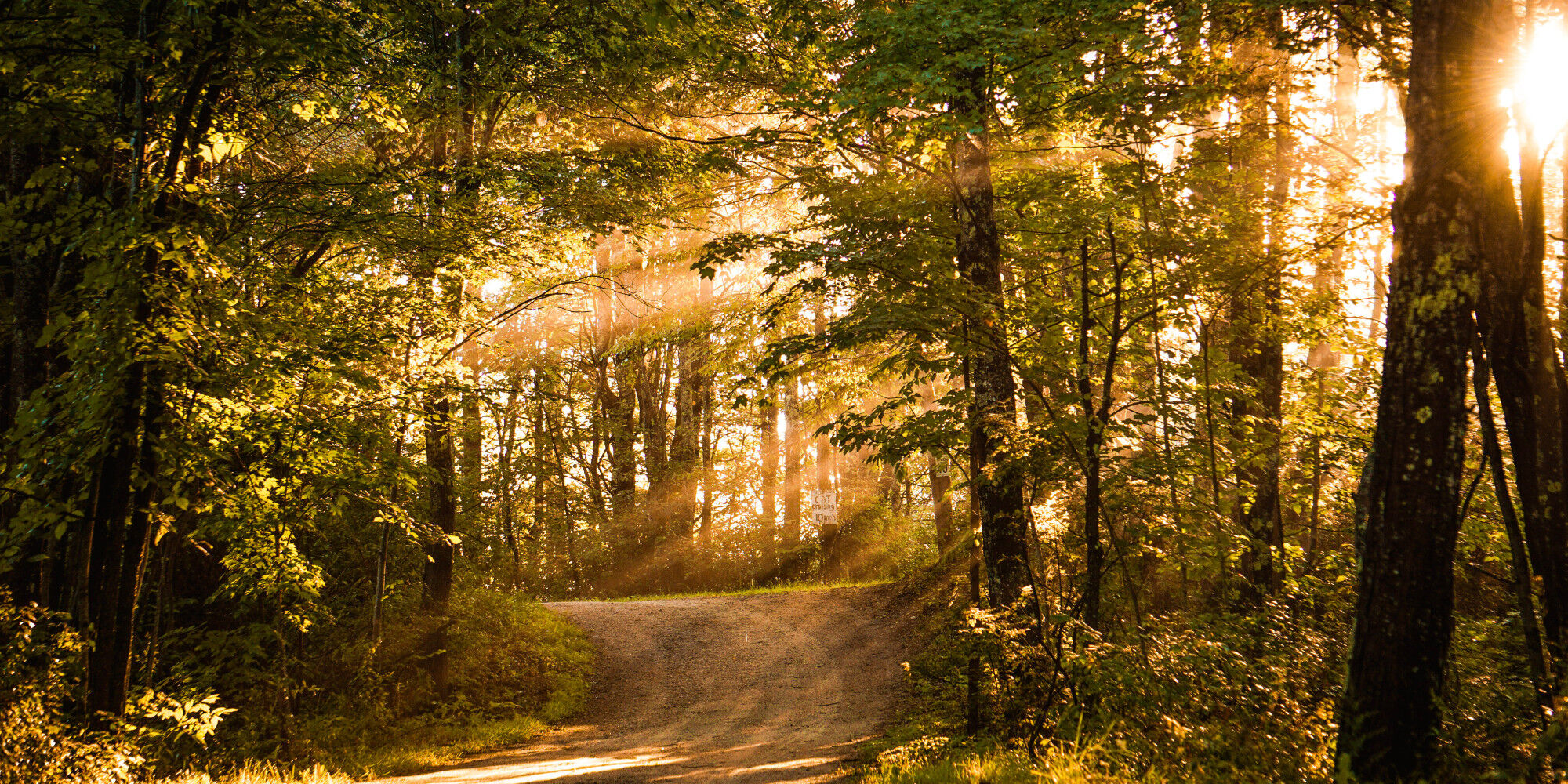 hiking trail in the forest with sunshine
				        