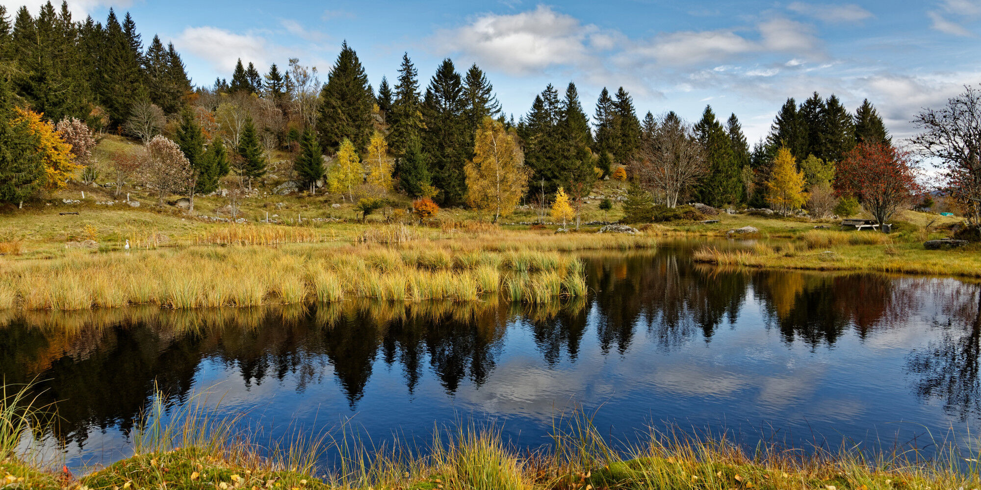 lake in a field in the middle of the forest
				        