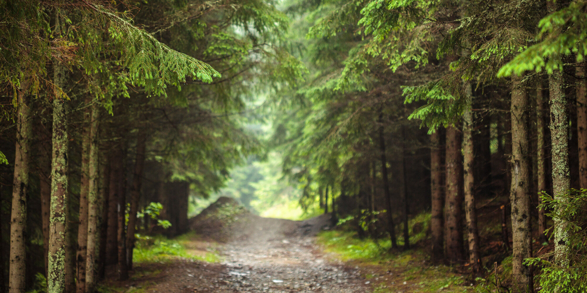 forest walking trail
				        