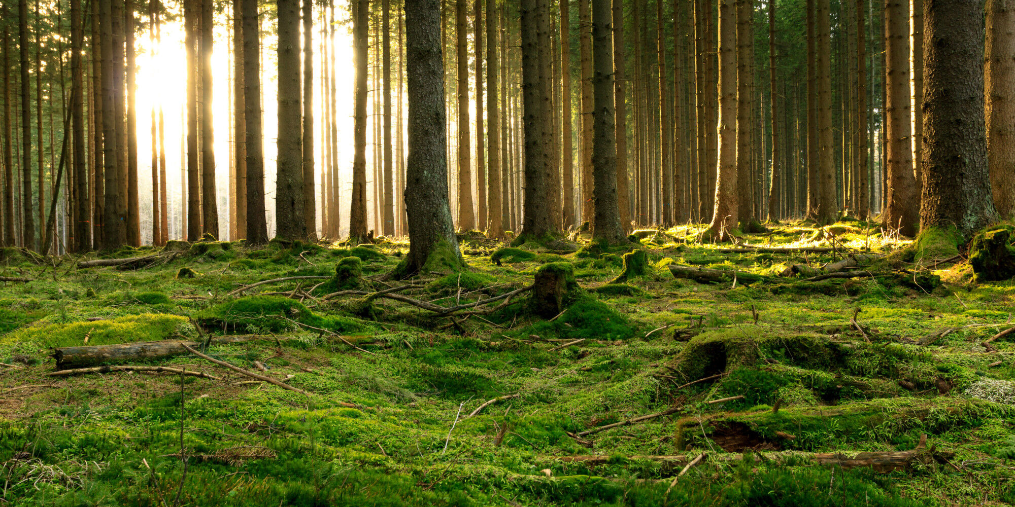 grüner Wald mit Moos auf dem Boden
				        