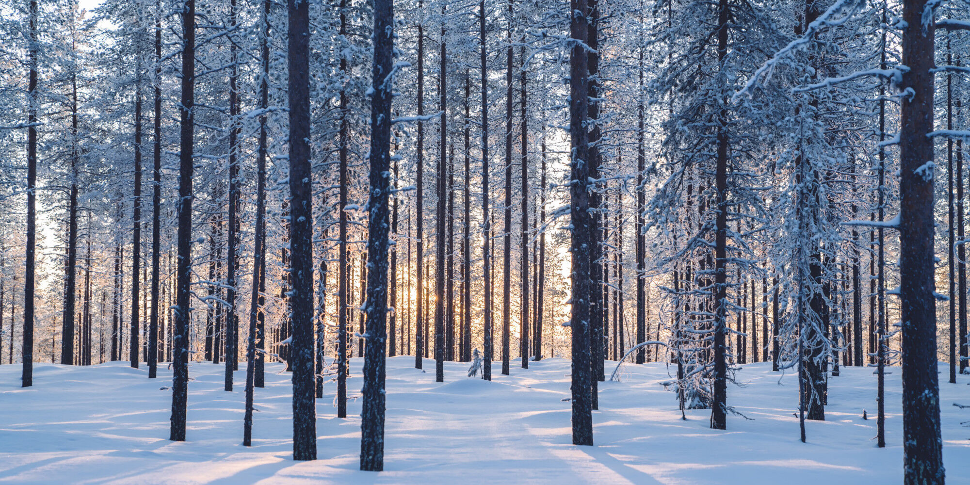 foresta innevata
				        