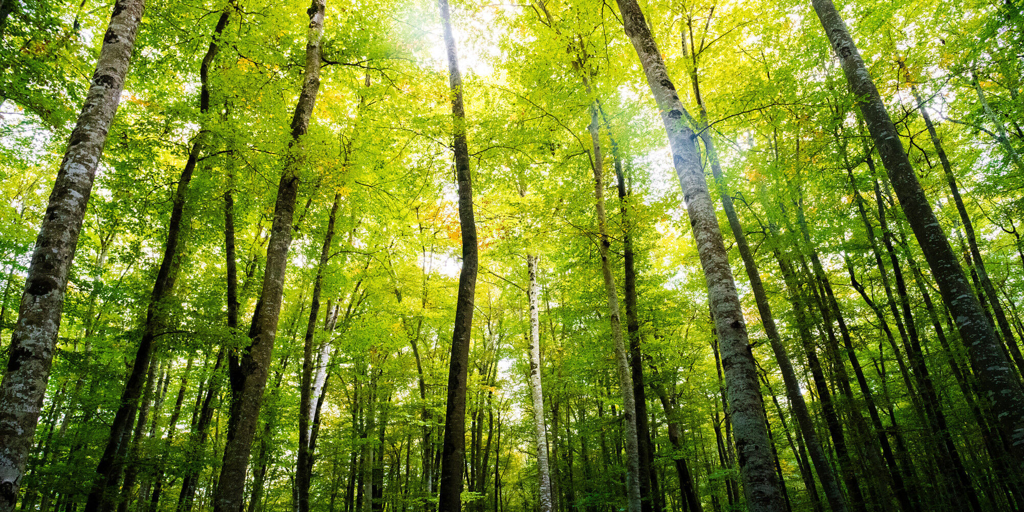 belle forêt verte
				        