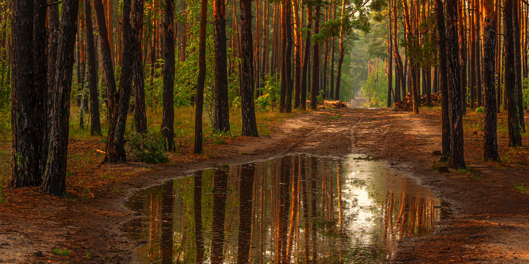 forest with a puddle on the path
				        