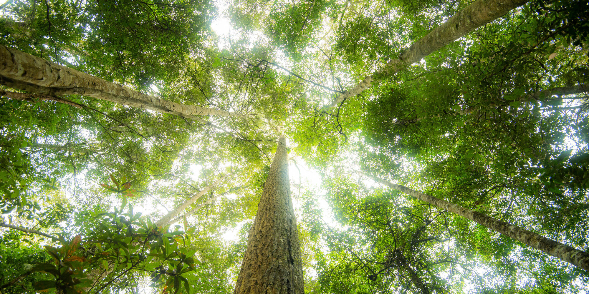 feuillage d'un arbre en forêt
				        