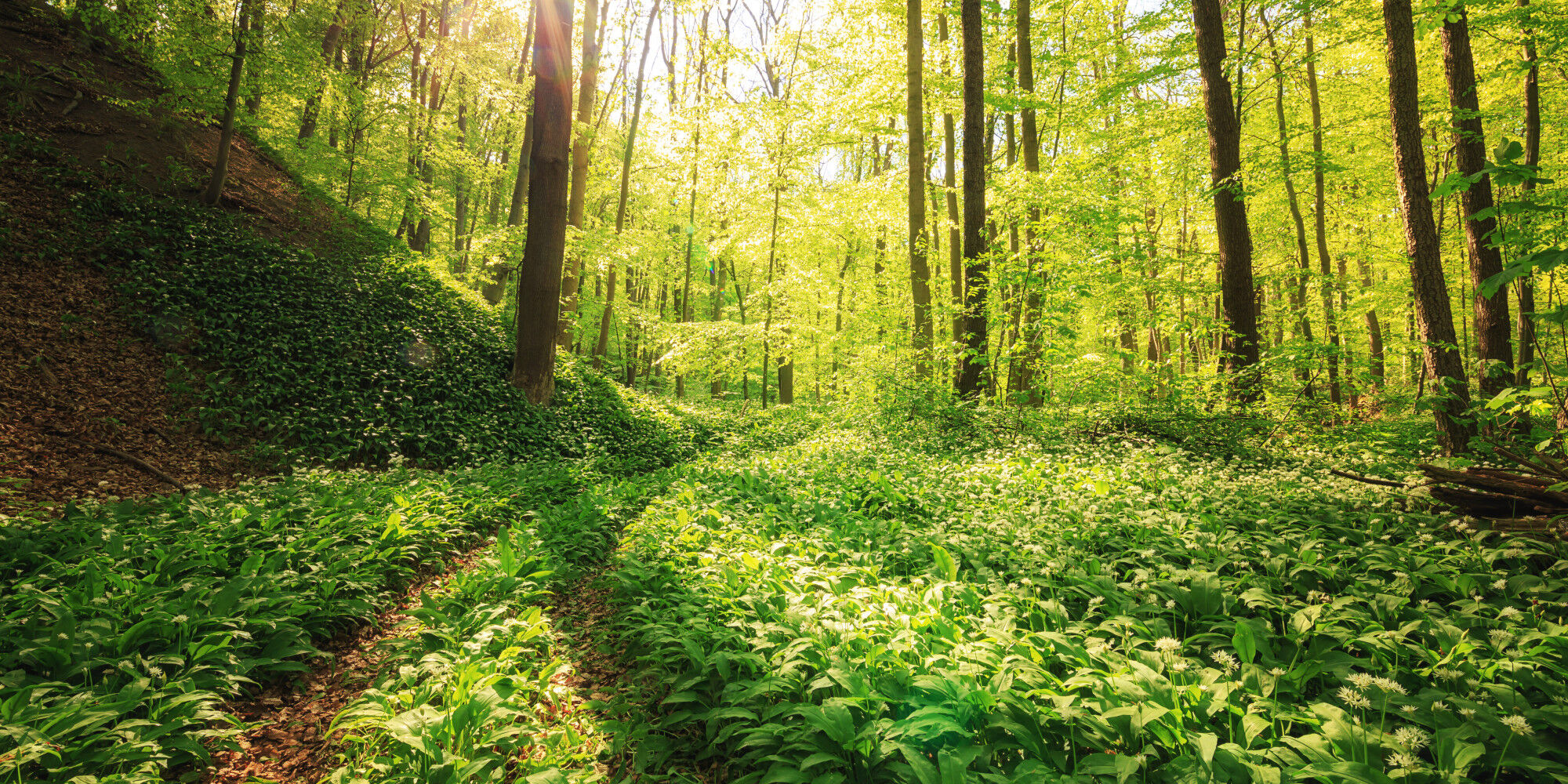 Wald mit Pfad
				        