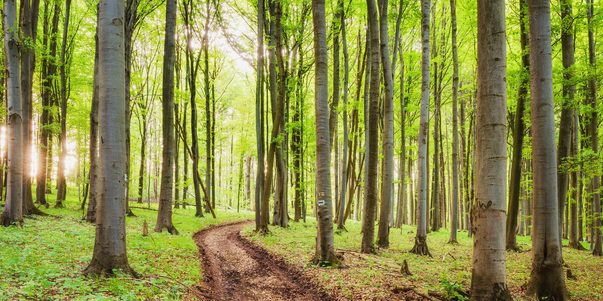 green forest with a hiking trail
				        