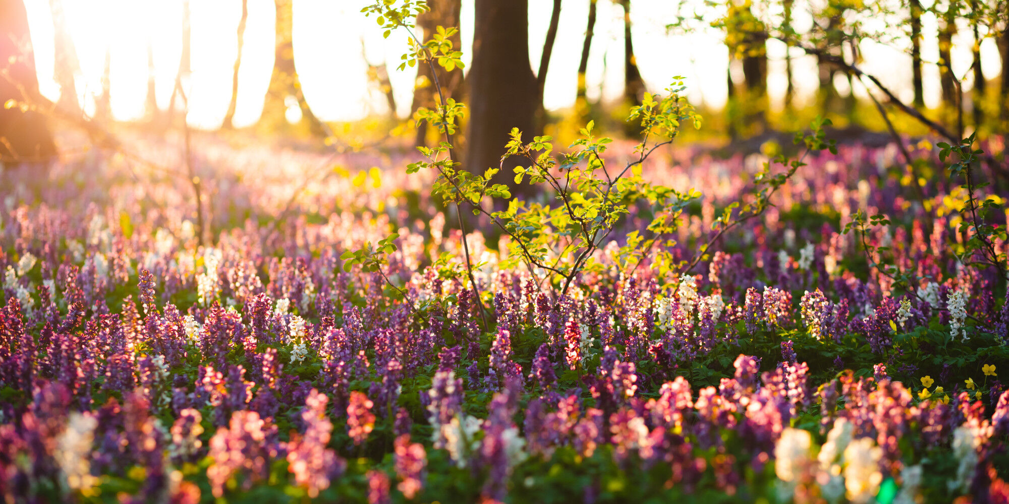 jolies fleurs roses dans une belle forêt
				        