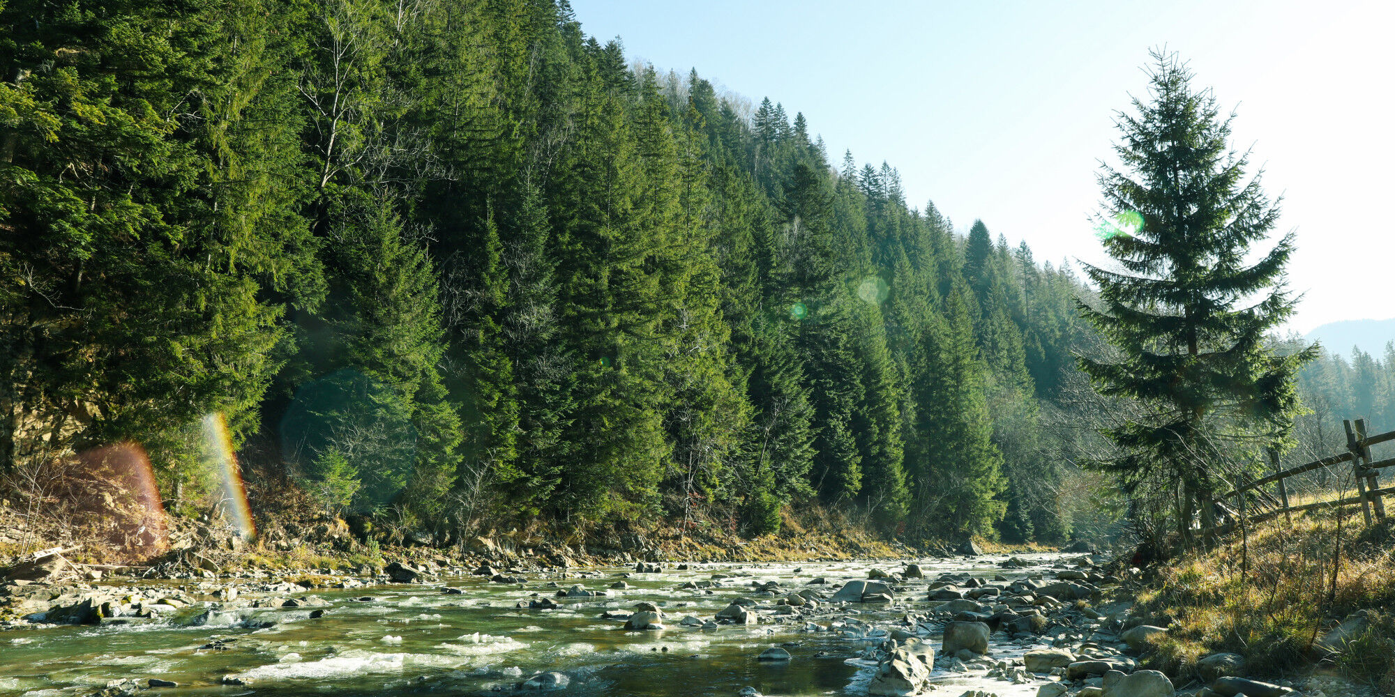 river in the pine forest
				        