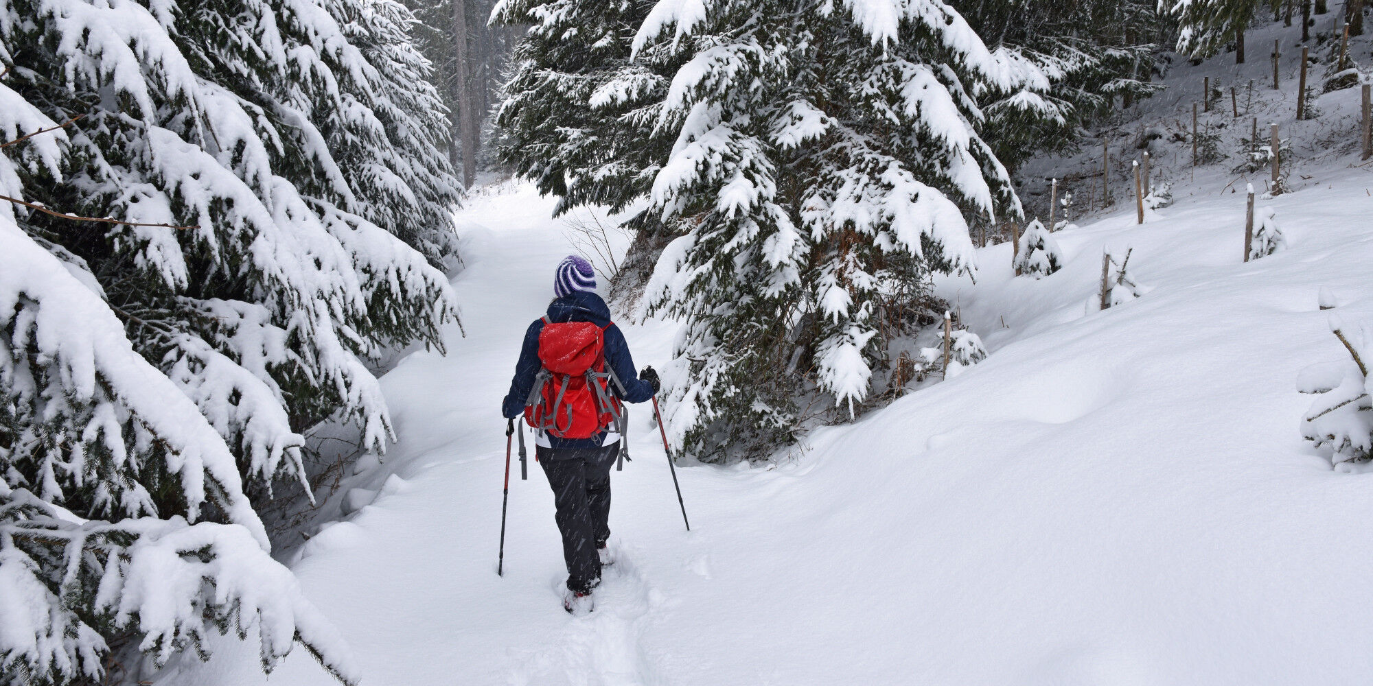 Frau, die im Wald Schneeschuhwandern geht
				        