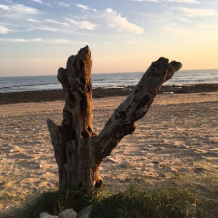 m-tronc-sur-la-plage-visorando-28832
			                    