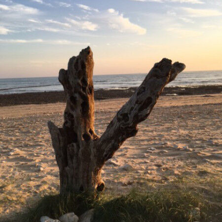 m-tronc-sur-la-plage-visorando-28832