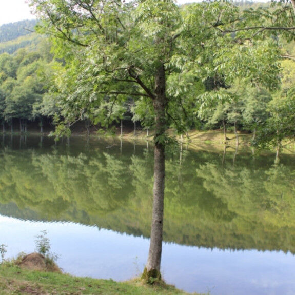 lago lachtelweiher
			                    
