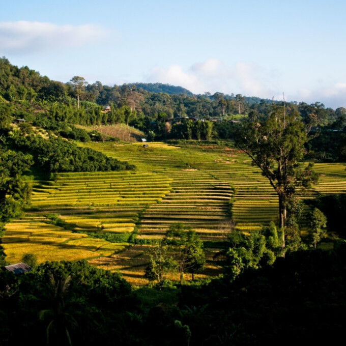 tHAILANDIA 2
			                    