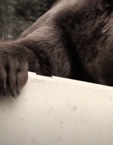 video ytb cooler yeti
		                    